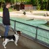 Und wer seid ihr? In den Augsburger Zoo darf Jonas seinen Beagle Elvis mitnehmen, der hier so manch fremde Spezies näher beäugen kann.