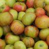 Es ist Erntezeit für Äpfel, und weil viele gar nicht so viel Obst essen können, wie sie haben, lassen sie die Früchte entsaften. 