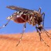 Das West-Nil-Virus kann durch Mückenstiche übertragen werden.