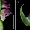 Das Bild zeigt die Orchideen-Art «Spiranthes hachijoensis» und wurde in einem japanischem Privatgarten neu entdeckt.