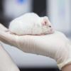 Tierversuchsgegner gehen davon aus, dass das Forschunglabor Platz für mindestens 23.400 Mäuse haben soll. 