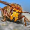 "Hornissen sind relativ friedlich. Wenn man ein bis zwei Meter Abstand zum Nest hält, ist das kein Problem", meint der Wildbienen- und Wespenexperte Christian Schmid-Egger.