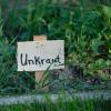 Unkraut ist nicht gleich Unkraut: Einige Pflanzen blühen hübsch und können bedenkenlos im Garten stehen gelassen werden.