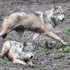 Zwei Wölfe im Tierpark Wildparadies Tripsdrill. In den bayerischen Alpen lebt nun ein Wolfspaar in freier Wildbahn.