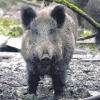 Auto stößt mit Wildschwein zusammen.