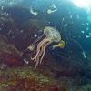 Die Feuerqualle kann Schwimmern schmerzhafte Verletzungen zufügen. Forscher haben ganze Schwärme bei Sizilien entdeckt.