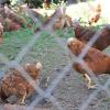 Nicht einmal hinter einem hohen Zaun sind die Hühner in Ebermergen derzeit sicher. Der Grund: Hungrige Füchse sind unterwegs.