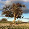 Vom Winde verzaust: Baum in einer faszinierend kargen Landschaft