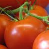 In Rott wurde darüber informiert, wie Hobbygärtner Samen aus ihren eigenen Pflanzen gewinnen können. Leicht zu vermehren sind beispielsweise Tomaten. 