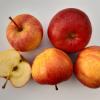 Johannes-Böttner-Äpfel mit ihrer typischen, flachrunden, ungleichmäßig-kantigen Form.