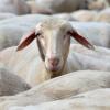 Fünf Schafe wurden bei Ebershausen von einem Auto überrollt, drei davon erlagen ihren Verletzungen.