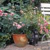 Rosen im Garten zu pflegen ist recht arbeitsaufwendig. Wir haben hilfreiche Tipps zur Pflege, zum Düngen und zum richtigen Schnitt der Rose für Sie.