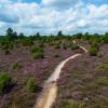 Das berühmte violette Heidekraut taucht die Lüneburger Heide jedes Jahr im August in ein leuchtendes Farbenmeer.