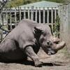 Ein Parkwächter neben "Sudan" im Wildtierreservat Ol Pejeta. Sudan war das letzte männliche Nördliche Breitmaulnashorn der Welt.