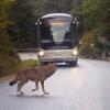 Dieses Foto stammt aus einem Video, das eine Familie am Freitag mit einem Smartphone aufgenommen hat. Es zeigt, wie ein Wolf nahe Lindberg im Bayerischen Wald auf die Straße läuft.