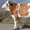Diese Kuh wurde für 16200 Euro verkauft. Ein hierzulande nie da gewesener Verkaufspreis.  	