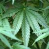 Eine Cannabis-Plantage hat die Aichacher Polizei in einem Waldstück bei Pöttmes entdeckt.