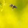 "Wir hatten 2019 diesen großen Schub durch das Volksbegehren "Rettet die Bienen". Da haben wir einiges erreicht, aber die Maschine ist ins Stottern gekommen", sagt LBV-Chef Norbert Schäffer.