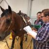 Die Amtstierärztinnen Dr. Felicitas Allmann (vorne) und Dr. Astrid Krischak kontrollieren den Pass des 15-jährigen Quarter-Horse-Wallachs „The One In Silk“, der bei der Americana in einigen Turnierdisziplinen geritten wird. 