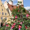 Als „Fuchsienstadt“ hat sich Wemding bereits einen Namen gemacht. Nun gibt es in der Kommune Überlegungen, sich für die Ausrichtung der sogenannten kleinen Landesgartenschau zu bewerben.