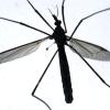 Achtung: Die asiatische Buschmücke Aedes japonicus, die Krankheitserreger übertragen kann, ist in Deutschland auf dem Vormarsch. 