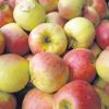 Da lacht das Herz des Obstliebhabers: Äpfel en gros und en détail gab es am gestrigen Sonntag beim Apfel- und Kartoffelmarkt in Bächingen, der trotz des regnerischen Wetters sehr gut besucht war. 