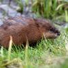 Sieht putzig aus, sorgt aber wie der Biber für Schäden an Wasserbauwerken: Die Bisamratte. Anders als der große Nager mit dem breiten Schwanz, darf die aus Nordamerika stammende Bisamratte gejagt werden. Im Loosbach in Unfriedshausen gibt es Probleme mit den Tieren, wie es in der Bürgerversammlung hieß.