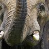 Umstrittene Entscheidung in Washington: Müssen jetzt mehr Elefanten in Afrika sterben? 	 	