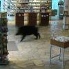 Hier rast die Wildsau durch die Marien-Apotheke – das Bild stammt von einer Überwachungskamera. Danach verirrte sich das Schwein in den C & A.