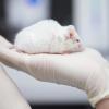Tierversuche in der Uniklinik in Augsburg: Es soll Platz für 23.400 Mäuse geben. 