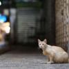 Eine Katze sitzt an einer menschenleeren Straße. Auf Zypern starben Analysen zufolge seit Jahresbeginn tausende Katzen an einem aggressiver gewordenen Tier-Coronavirus. (Symbolbild)