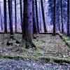 73 Jahre danach: Vom Waldwerk Kuno, wo 1945 Düsenjäger produziert wurden, sind im Wald noch die Fundamente zu erkennen. Auf ihnen standen verschiedene Baracken.