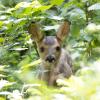 Ein Rehkitz verfing sich am Dienstag am Hollenbacher Waldrand in einem Drahtzaun. Der Jagdbeauftragte konnte das Tier befreien.