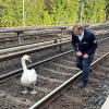 Ein Schwan und Hamburgs Schwanenvater Olaf Nieß laufen auf der Gleisanlage der Hamburger Hochbahn zwischen den Haltestellen Klein Borstel und Ohlsdorf.