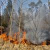 Im vergangenen Jahr brannte eine größere Fläche im Augsburger Stadtwald - jetzt ist die Gefahr wieder sehr hoch. 