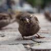 Der Spatz landete bei der großen Vogelzählung in Augsburg auf Platz eins.