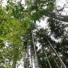 Immer mehr Forstbetriebe setzen wegen des Klimawandels auf Mischwälder.