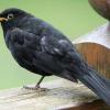 Eine Amsel, fotografiert von Georg Fischer. 