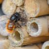 Eine Gehörnte Mauerbiene sitzt an einem Insektenhotel. Der Bund hat ein Programm für den Artenschutz aufgesetzt, das die negativen Folgen des Windkraftausbaus abfedern soll.