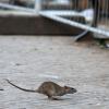 Rattenplage: Wohnungsfirma schaute (zu) lange zu