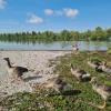 Am Weitmannsee in Kissing herrschte zeitweise ein Badeverbot. Ursache ist wohl der Vogelkot der Graugänse.