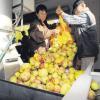 Etwa vier Tonnen Äpfel wurden in den vergangenen Wochen durchschnittlich pro Tag ausgepresst. Ilse Schachner und Günter Empl haben alle Hände voll zu tun.