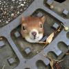 Ein Eichhörnchen steckte in einem Gullydeckel auf einer Straße in Isernhagen (Region Hannover) fest.