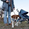 Hundebesitzerinnen und -besitzer in Burgheim müssen bald mehr für ihren Vierbeiner bezahlen. 