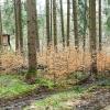 Im Wald bei Maihingen ist eine Holzhütte beschädigt worden.