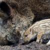 Wildschweine bereiten Bayerns Jägern und Landwirten Kopfschmerzen. 