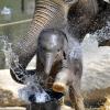 Der Elefantennachwuchs Ludwig (hier mit mit Elefantenmama Temi)  zählt im Tierpark Hellabrunn zu den Besuchermagneten. 