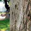 Eine Zikade - hier rechts im Bild - im Park des Weißen Hauses.