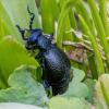 Ein Schwarzblauer Ölkäfer (Meloe proscarabaeus) sitzt in einem Beet in einem Garten. Es gibt Merkmale anhand derer man ihn von anderen Tieren unterscheiden kann.