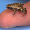 Wissenschaftler haben in Papua-Neuguinea die bislang kleinste Wirbeltierart der Welt entdeckt: Der Frosch werde ganze sieben bis acht Millimeter lang.